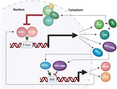 The <mark class="highlighted">Molecular Clock</mark> and Neurodegenerative Disease: A Stressful Time